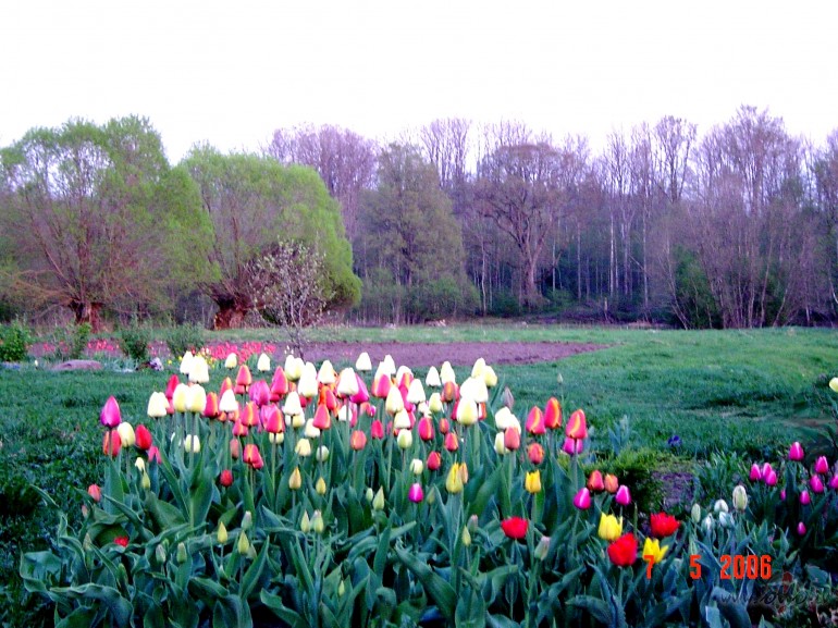 Mans Dievs, Tu visa Rad�t�js,
Tu - virz�t�js un vad�t�js,
Tu ...