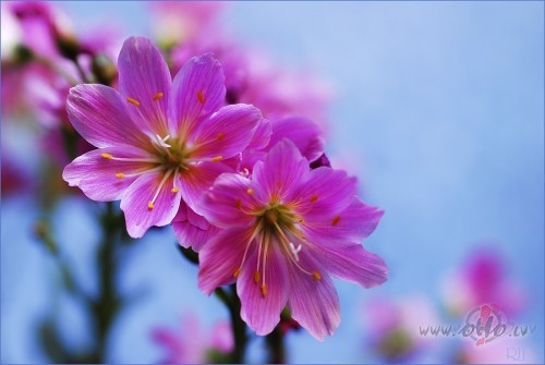 D�vaina pirmdiena, ejot uz darbu palika m�j�s atsl�gas. :)