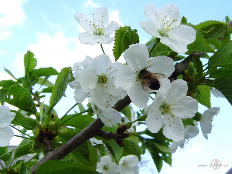 &nbsp;&nbsp;&nbsp;&nbsp; Sk�psts
K� bites sp�rnu
Vieglas ��pas
Zuz ...