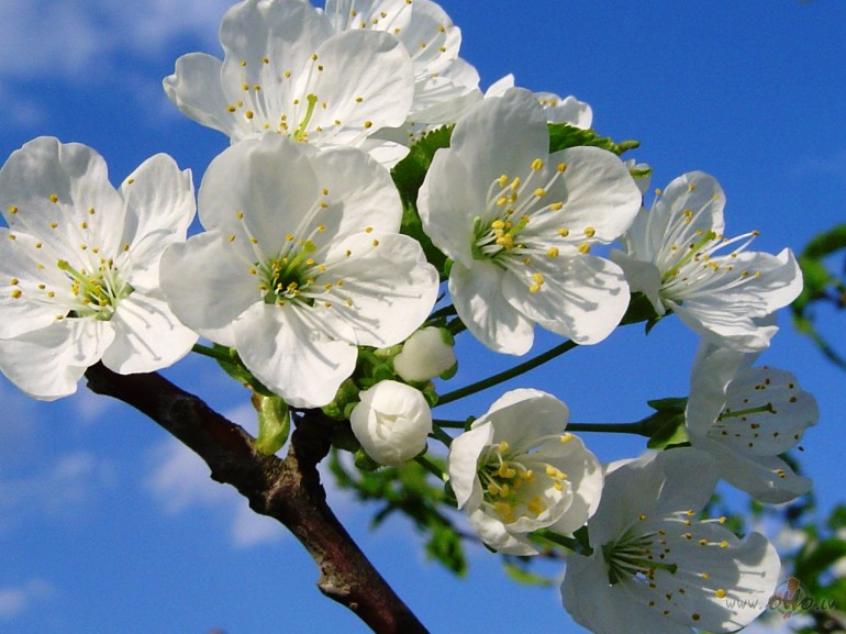 &nbsp;- �is karstais, smagais pavasara gaiss
k� dzi�u alku izmoc�ta ...