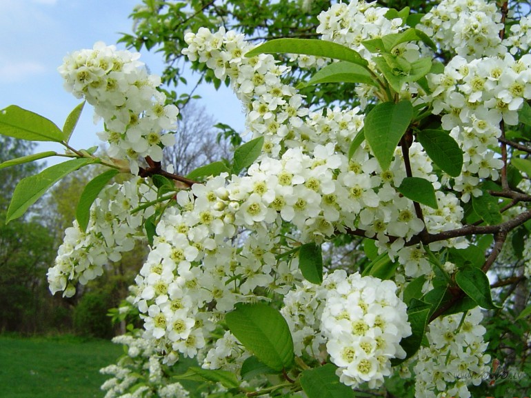 &nbsp;&nbsp;&nbsp;&nbsp;&nbsp; Gadi
Gadi, k�d�� j�s pinat man ...