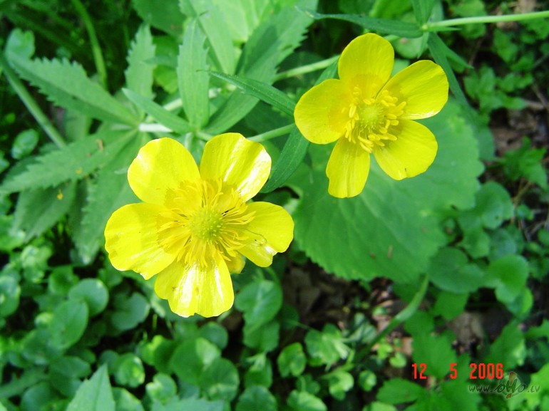 &nbsp;&nbsp; Neizteiktie v�rdi 
Nav tava balss k� lakst�galai ...