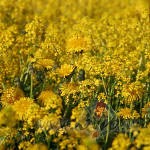 �odien dom�ju par g�niem un pienen�m. Pienenes, dzejnieku apdzejot�s, ...