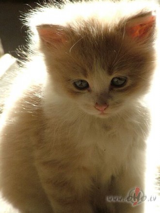 Nu beidzot es tiku pie savas majas jo mans bralis jau sen tos priekus ...