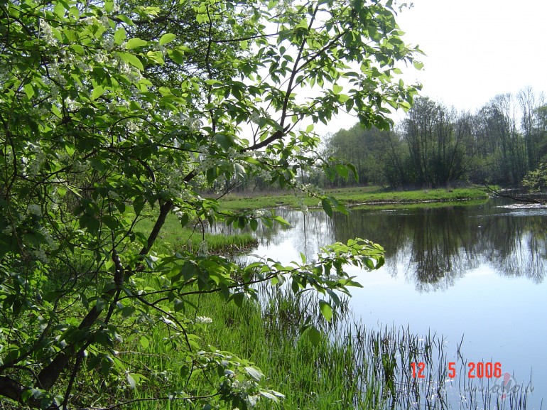 Man grib�tos tevi ieaij�t
k� kr�sl� v�j� liepi�u aij�.
Man l�g�anu ...