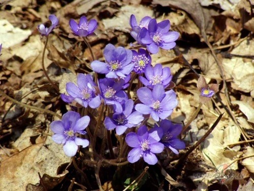 &nbsp;&nbsp; P�d�j� 
Ar zilu vizbul��u elpu
Reiz mana m�la l�dza ...