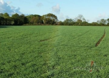 Neparast� varav�ksne 9.05 . Parasti varav�k��u loki ir debes�s. ...