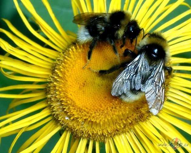 Pavasaris&nbsp;? plauk�anas un zied��anas laiks&nbsp;? gan sen�k, gan ...