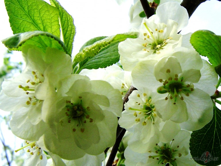 P�r dzi�umiem un sien�m
K� apburts arvien
Caur nakt�m un caur ...