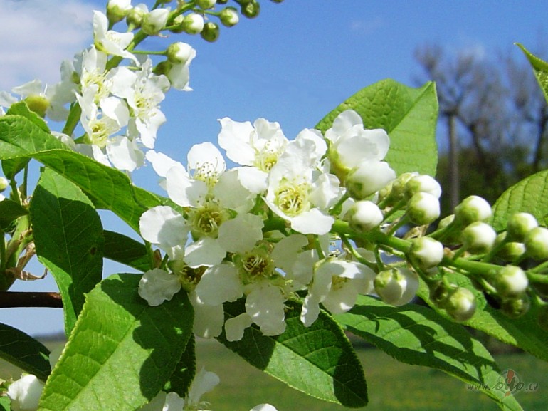 &nbsp; Aiziet m�lest�ba
Aiziet m�lest�ba. Nodun tilta ...