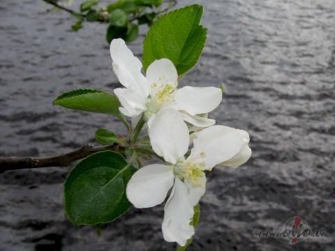 Ziedi nov�st...atmi�as izb�l...bet, kas ir vispalieko��kais?????????