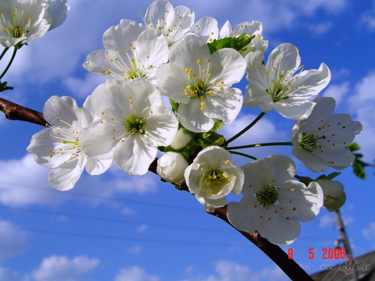 Esmu m�j�s p�rn�kusi
Pa ziedo�u �ir�a zaru.
Neesmu v�l ...