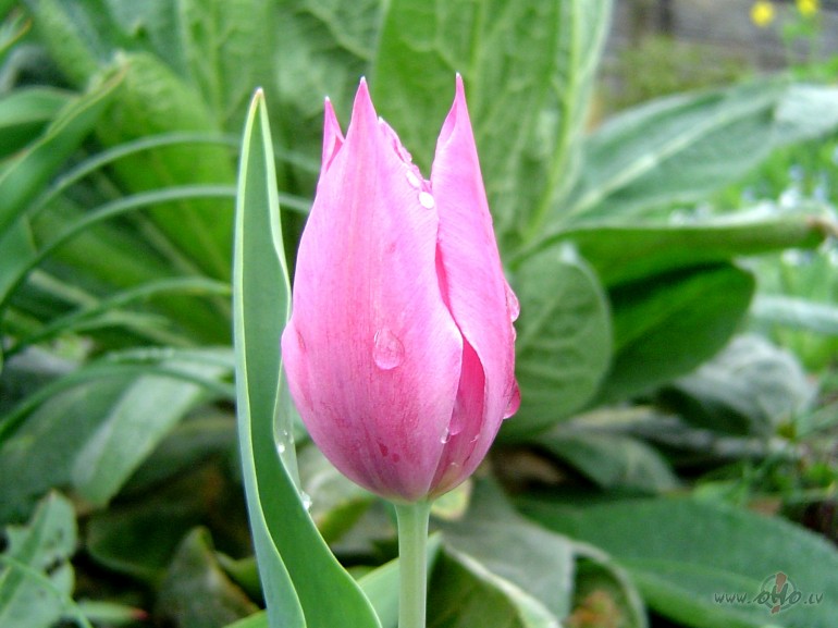 No tava sk�psta neatteik�os es.
Vai r�ts var atteikties no ausmas ...