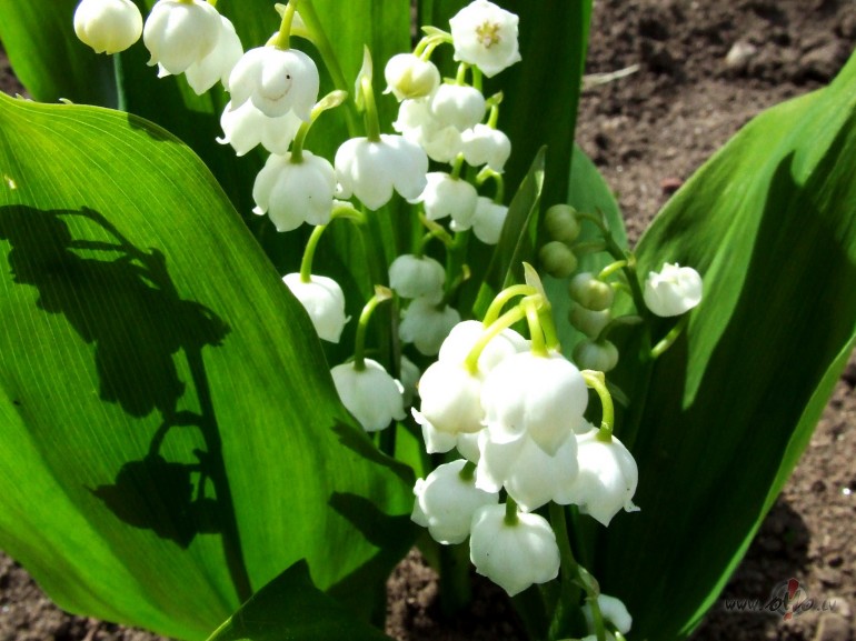 P�d�j� maija diena...K� atvadas dob� zied maijpu��tes un ...