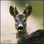 Skaistule kaza. Radzi�i uz aug�u, skats uz priek�u :)) Iepatik�s man ...