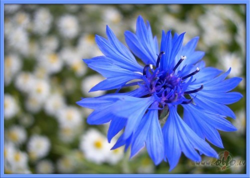 Ir vasara, kl�t L�go vakars.
Un t� k� juku�as zied naktsvijoles, ...