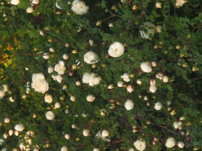 ....cilv�ki audz� piect�ksto� ro�u vien� pa�� d�rz�.... un neatrod ...