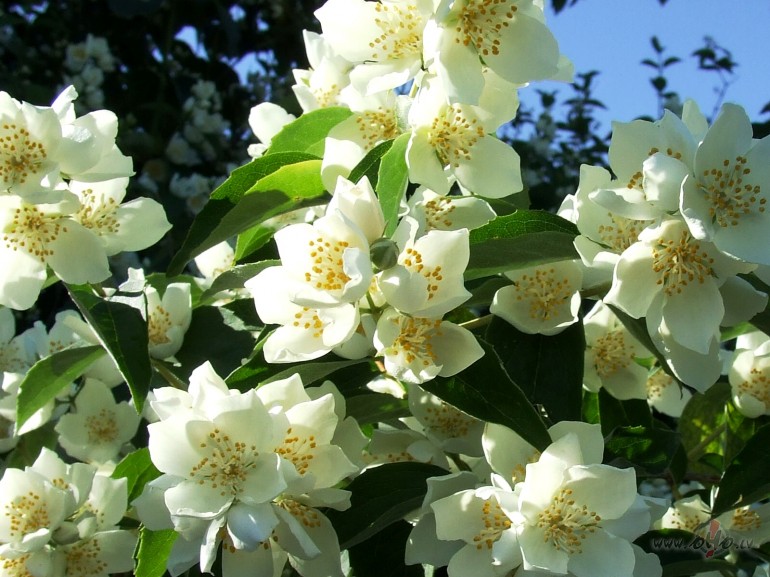 Iespraud smar�u manos matos
zied�s tava sirds
t� b�s par z�mi
ka ...