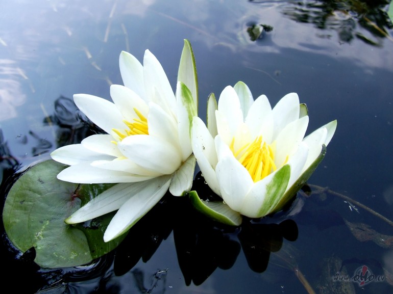 Tai d���, ko neredz pat sapn�,
M�ness bas�m k�j�m staig�,
Skalo ...