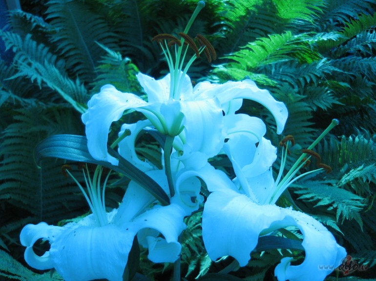 ....... m�la augst�kais nosl�pums dievi��� baud�, kas attaisno, ...