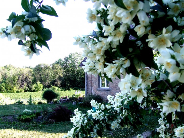 Jasm�ni-
Vasaras uguns, karsta un kaira,
Nepr�ts, ko alkstot sirds ...