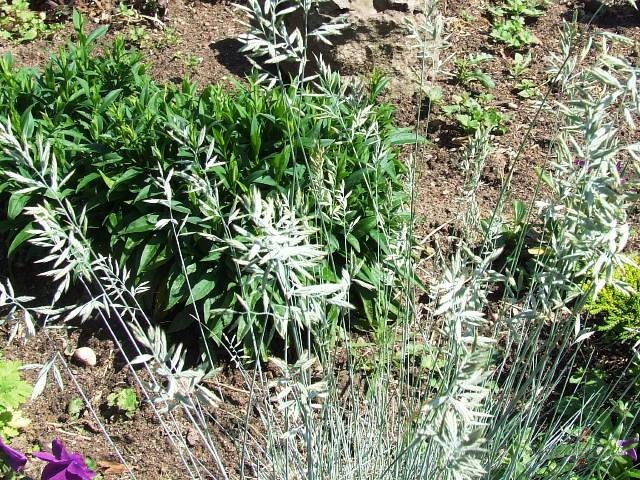 Sien pu��� zv�got�jas smilgas,
Jo m�las ziedi v�st.
Tur tava da�a - ...