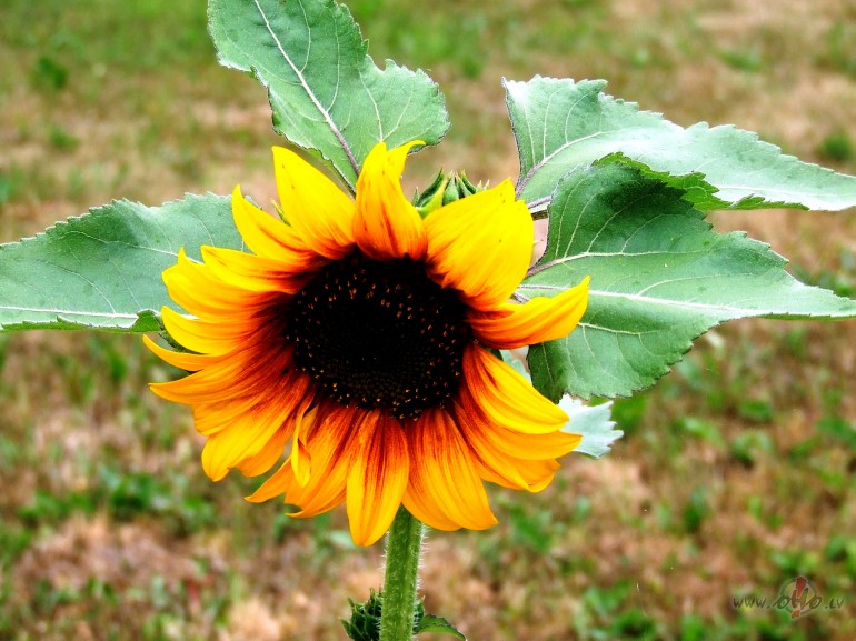 Lai vair�k ziedi dz�ves d�rz� zied,
Lai Tavas rokas negurst rait� ...