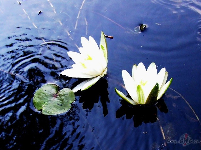 Skrien gadi skrien, k� v�ja dz�tas lapas
Un l�dzi gadiem m�su dz�ves ...