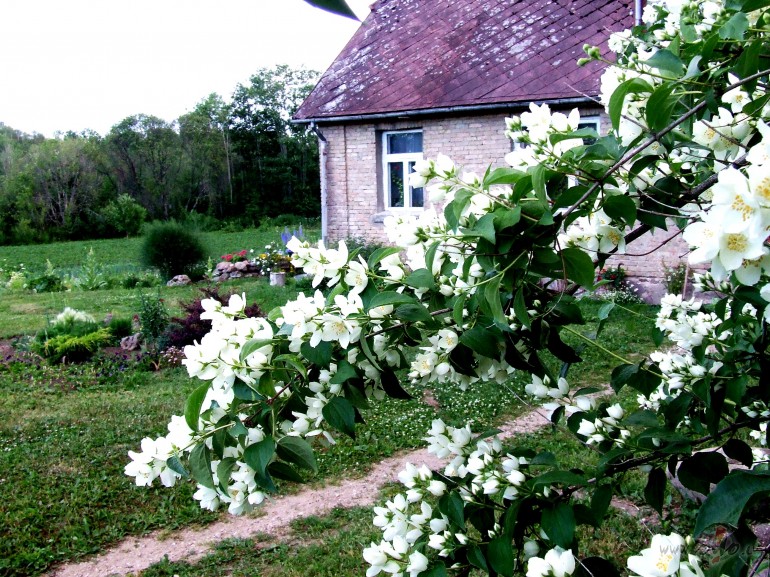 &nbsp; Dziesma par vasaras m�nesi
J�lij, j�lij, m�nesi ...