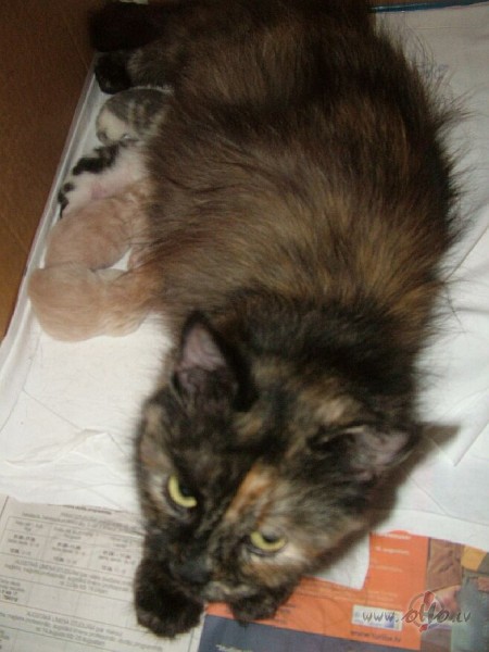 Man atkal gimenes pieaugums ;)