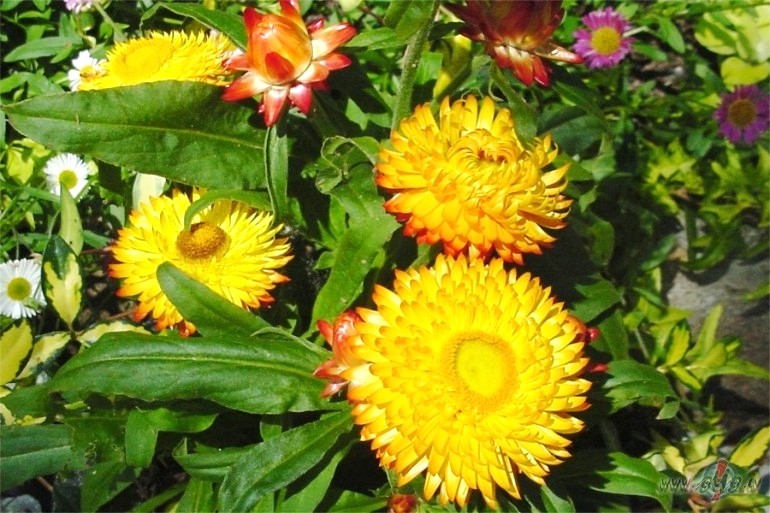 ��s salmenes nenieka vair�k necer
Par alla� cer�to, ko aizrauj v�ju ...