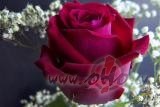 &nbsp;1. Es nev�los nek� Es v�los tik lai da�reiz mani liel�s dz�ves ...