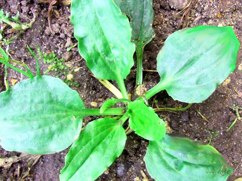 Tu br�nies, ce�mal�t?
No kokiem rasa kr�t...
Es nupat biju s�ka
un ...