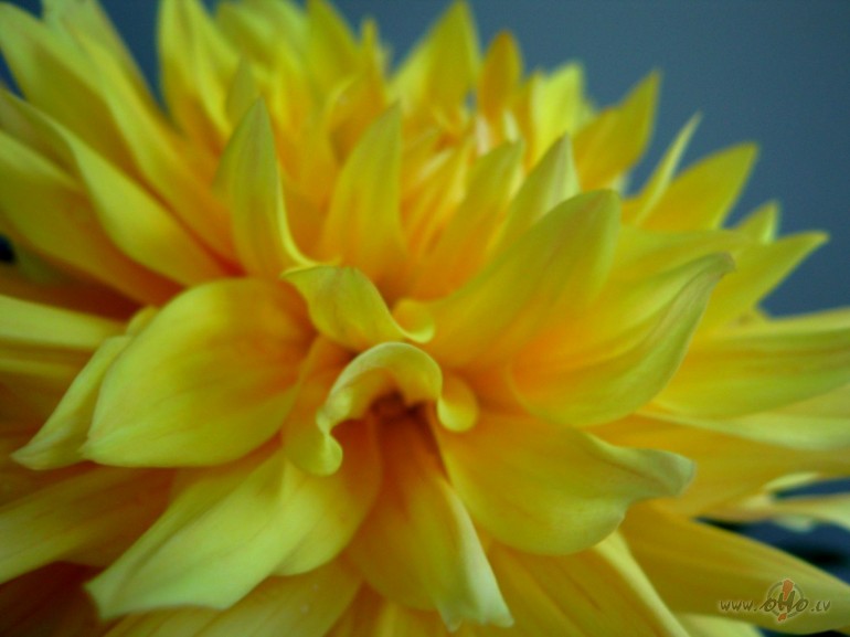 R�ts s�k�s ar saulain�m, liel�m un skaist�m d�lij�m,pa dienu lietus ...