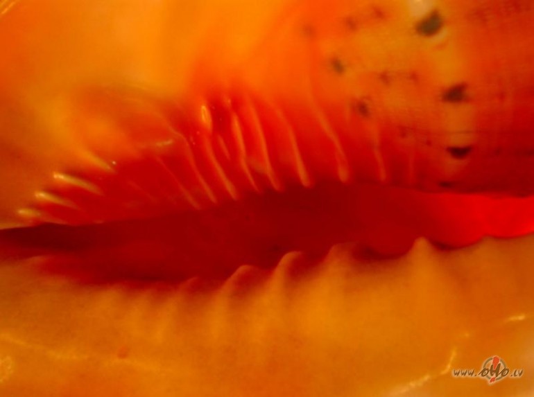 Mirdzo�ais glieme�v�ks