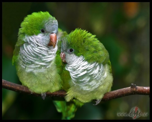 K�p�c k�ds vienm�r paman�s mani saskumdin�t....
un viena asara to ...