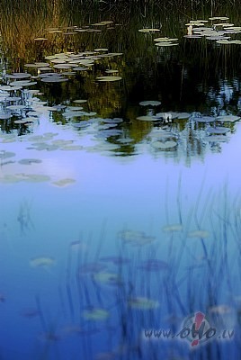 Dziedi, �o savu skumjo dziesmu...
Dziedi, �ai nakt� m�s b�sim vieni, ...