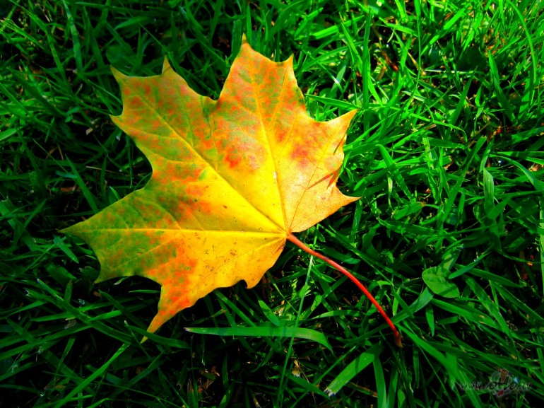 Jau oktobris!!!�rpr�ts, k� tas laiks skrien :-(...galvenais ...