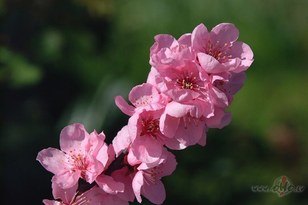 Kam�r vien saule sp�d�stu b�si uz zemeskam�r tevi atceras k�dstu ...