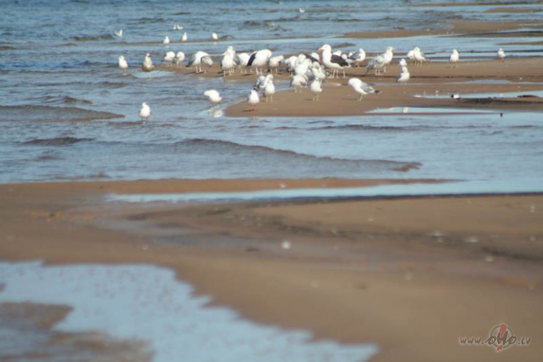 Phe..&nbsp;&nbsp; 16.10.2006
pak�, pak�..l�ses pa loga r�ti,vai man ...