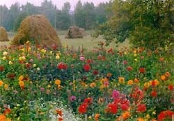 Dzeltens pakl�js zem k�j�m

Pel�kas debesis

D�lijas ...