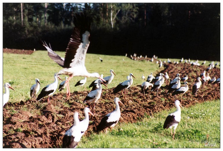 Dz�vot..&nbsp;&nbsp;&nbsp; 23.10.2006
Varb�t var ..Un varb�t ar� ...