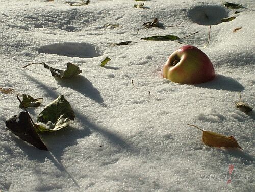 Nu ja kupenas gan lauka ir lielas kad pat gruti parvitoties pec ...