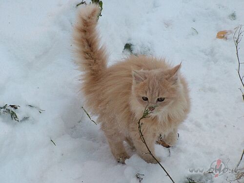 Nu beidzot ari vinam ir majas  vins tagat dzivos pie iziks no VSE.lv
