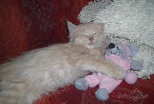 Mans mazais runcuks citas majas jau jutas ka saimnieks :)