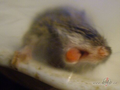 Briziem man ari ir jauznemas kaka loma un jaker peles :)