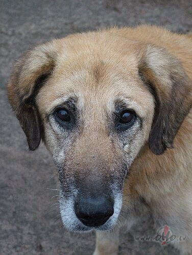 Satiku sodien loti vecu un bedigu suniti :( kad pasam palika :( ...
