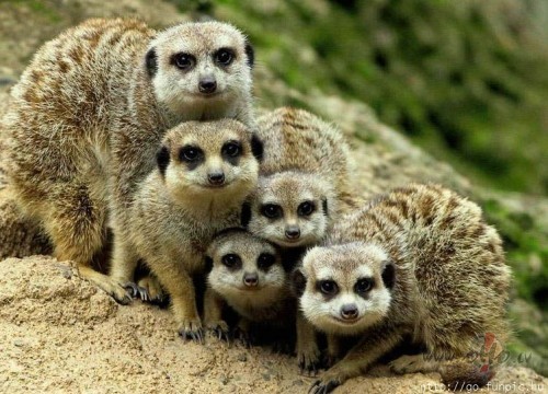...........................Varb�t k�ds zina, k� �os jaukumi�us sauc? ...