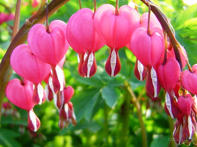 Ja sirds ir aizdegusies,Nav v�rdi j�mekl�Tie tad k� ziedi p�av�Tev ...