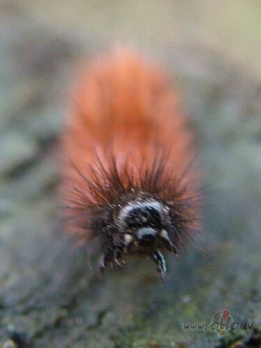 Tarpinam ari negulas 24.decembri :)